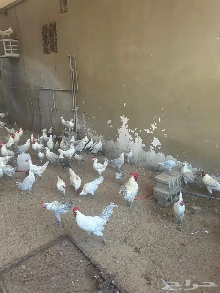 دايمه فيومي المنيوم 1
