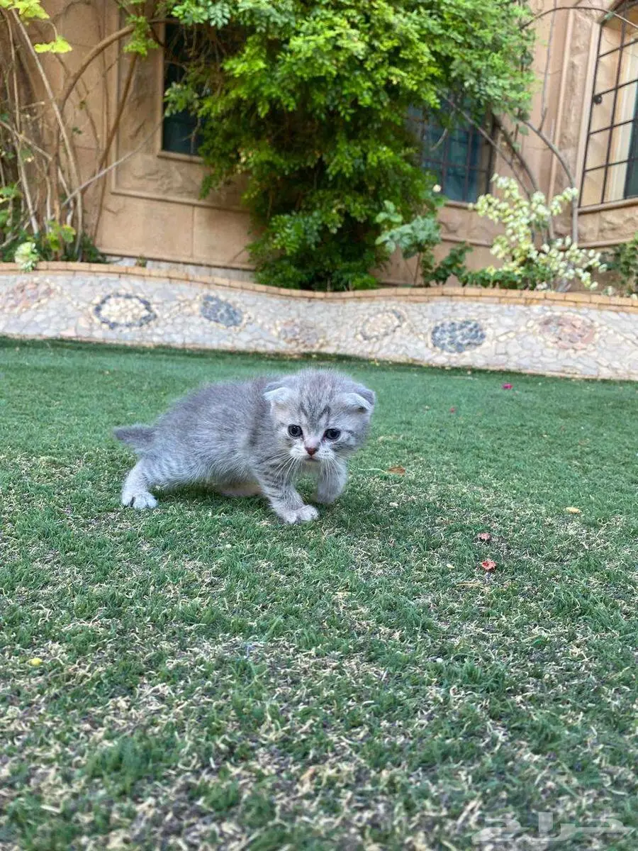 سكوتش فولد مطعمين بيور للبيع ولايوجد تبني 30