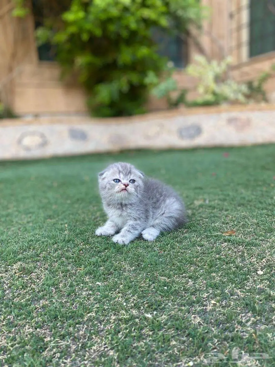 سكوتش فولد مطعمين بيور للبيع ولايوجد تبني 29