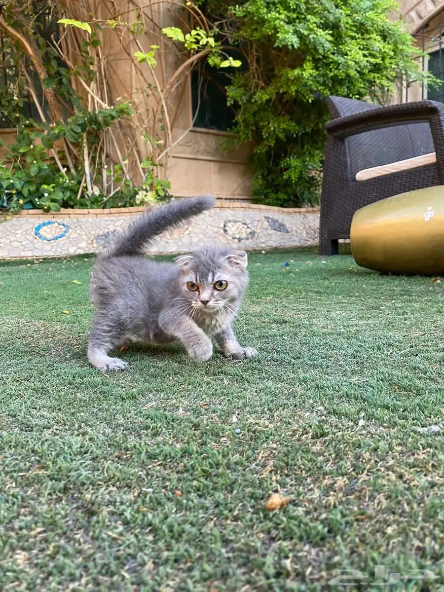 سكوتش فولد مطعمين بيور للبيع ولايوجد تبني 27