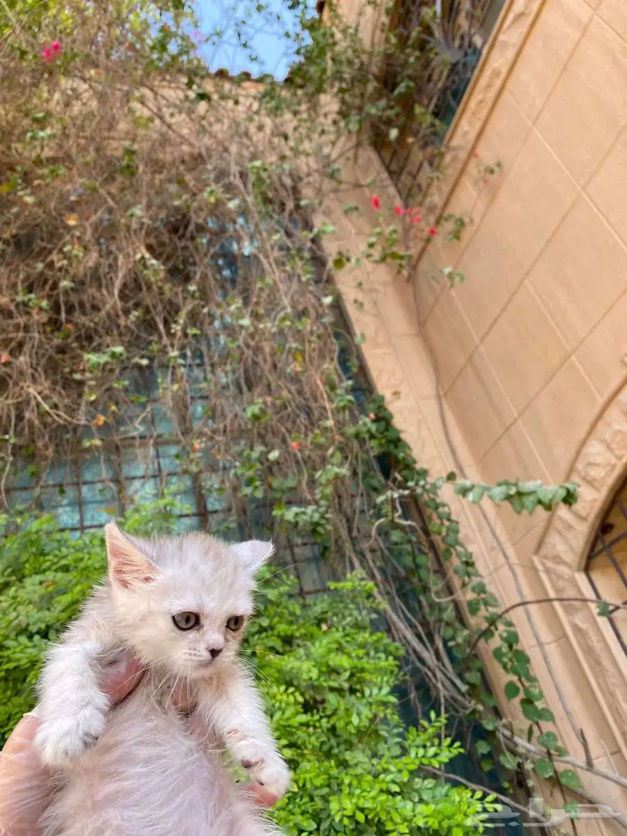 سكوتش فولد مطعمين بيور للبيع ولايوجد تبني 18
