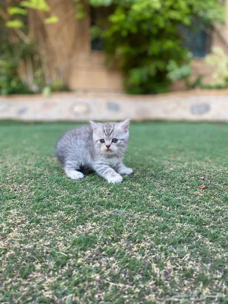 سكوتش فولد مطعمين بيور للبيع ولايوجد تبني 15