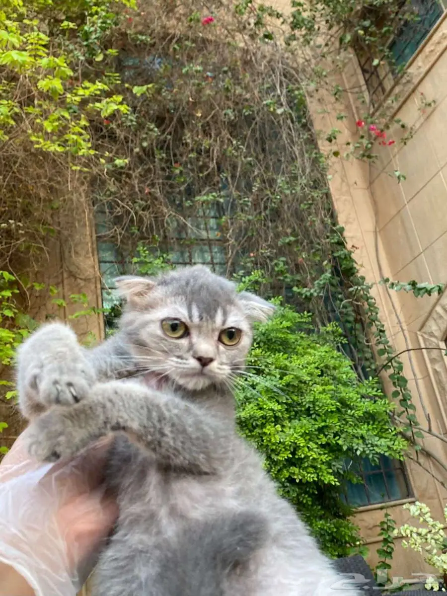 سكوتش فولد مطعمين بيور للبيع ولايوجد تبني 13