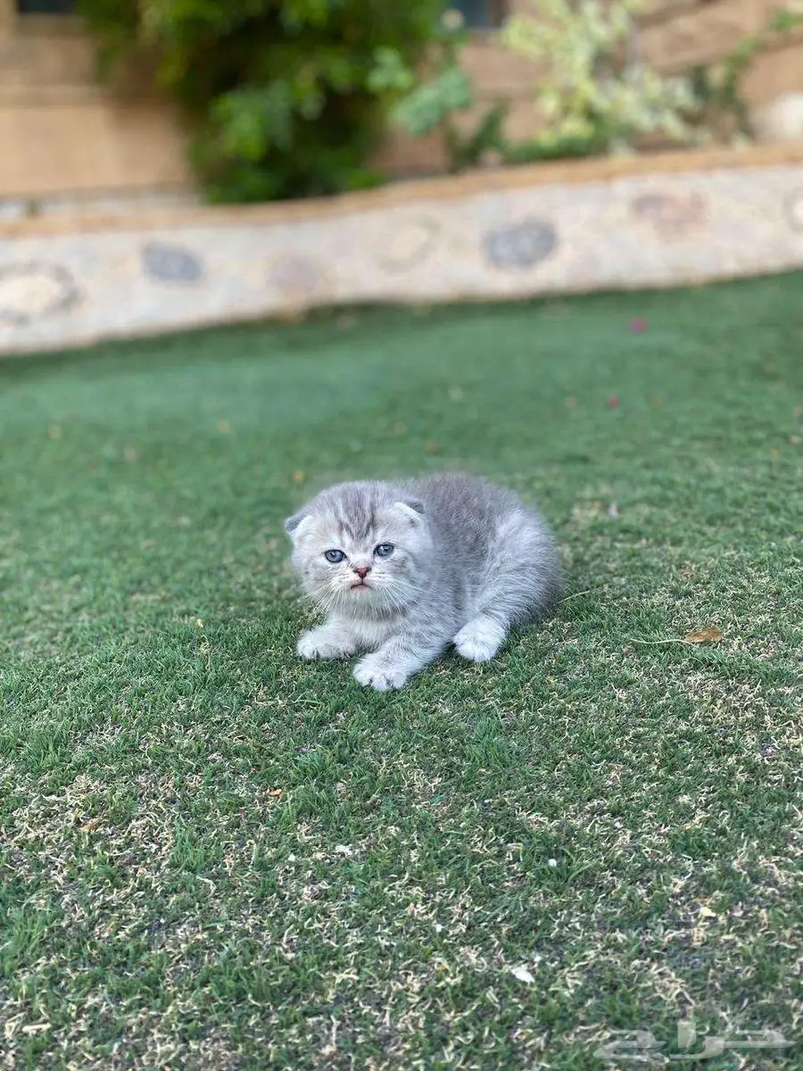 سكوتش فولد مطعمين بيور للبيع ولايوجد تبني 12
