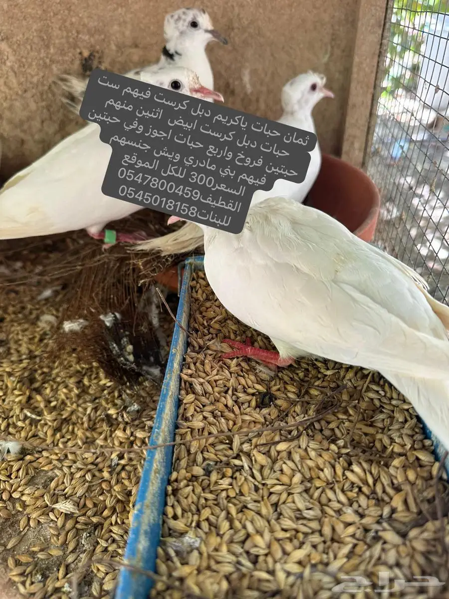 ثمان حبات ياكريم دبل كرست 0