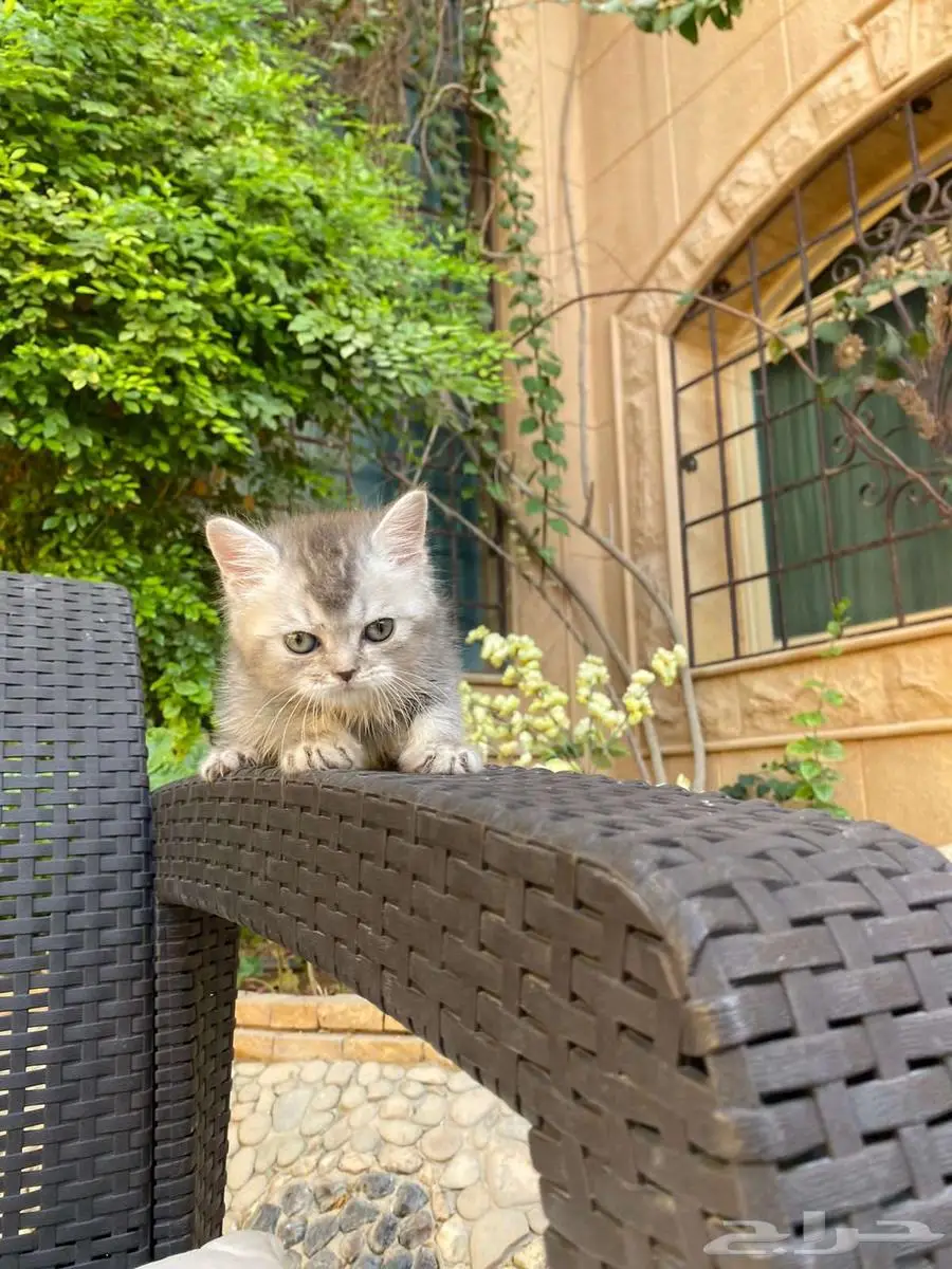 سكوتش فولد مطعمين بيور للبيع ولايوجد تبني 8