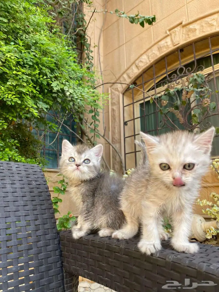 سكوتش فولد مطعمين بيور للبيع ولايوجد تبني 4