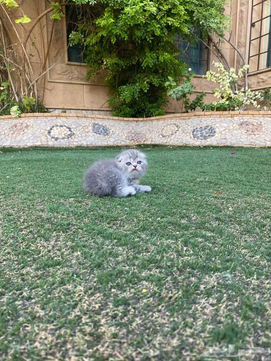 سكوتش فولد مطعمين بيور للبيع ولايوجد تبني 0