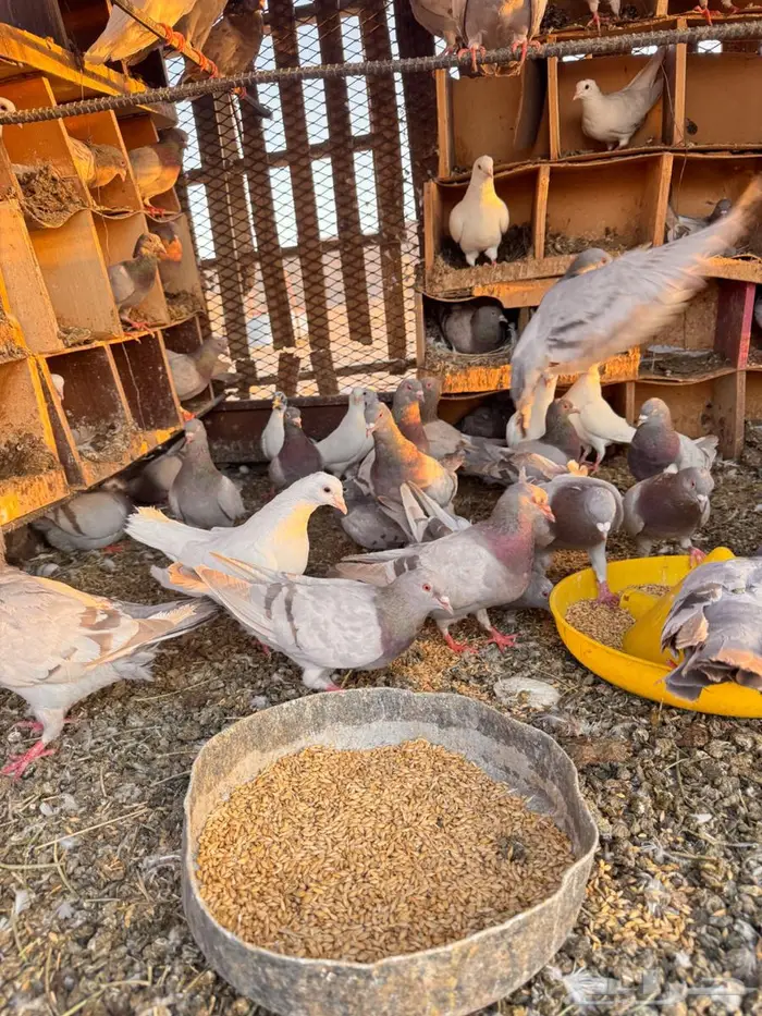 حمام فرنسي اكبر حجم قياء 1
