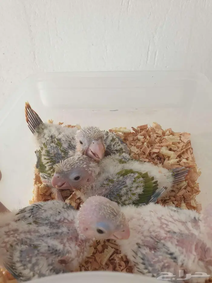 فروخ كنيور اناناس تم البيع بالكامل 5