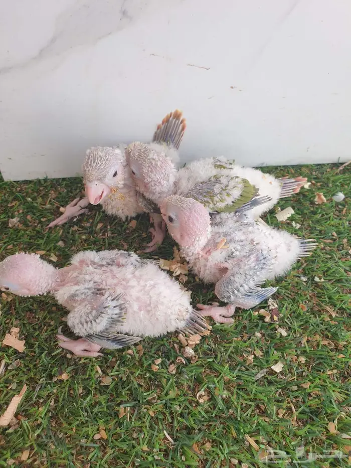 فروخ كنيور اناناس تم البيع بالكامل 3