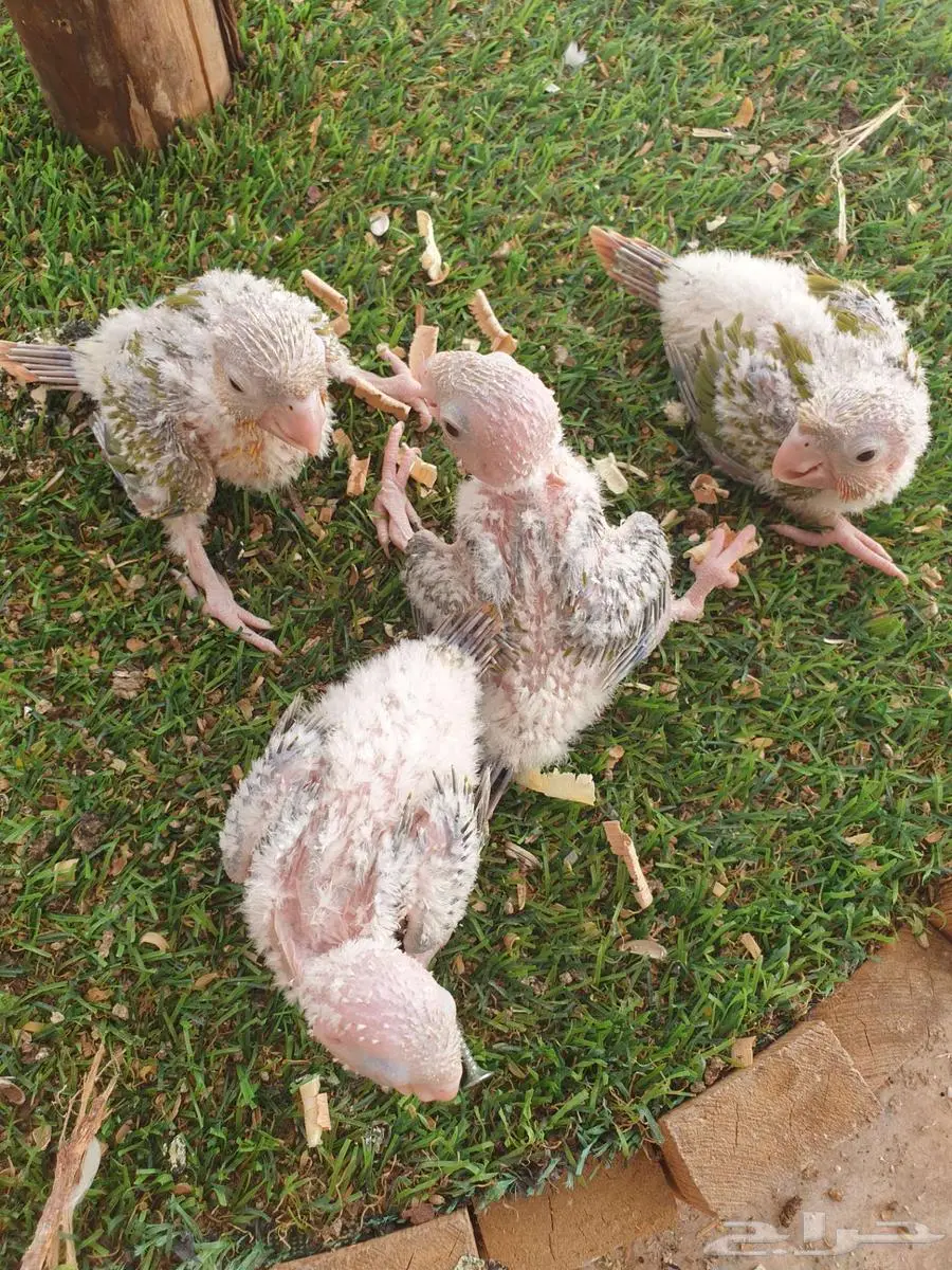 فروخ كنيور اناناس تم البيع بالكامل 2