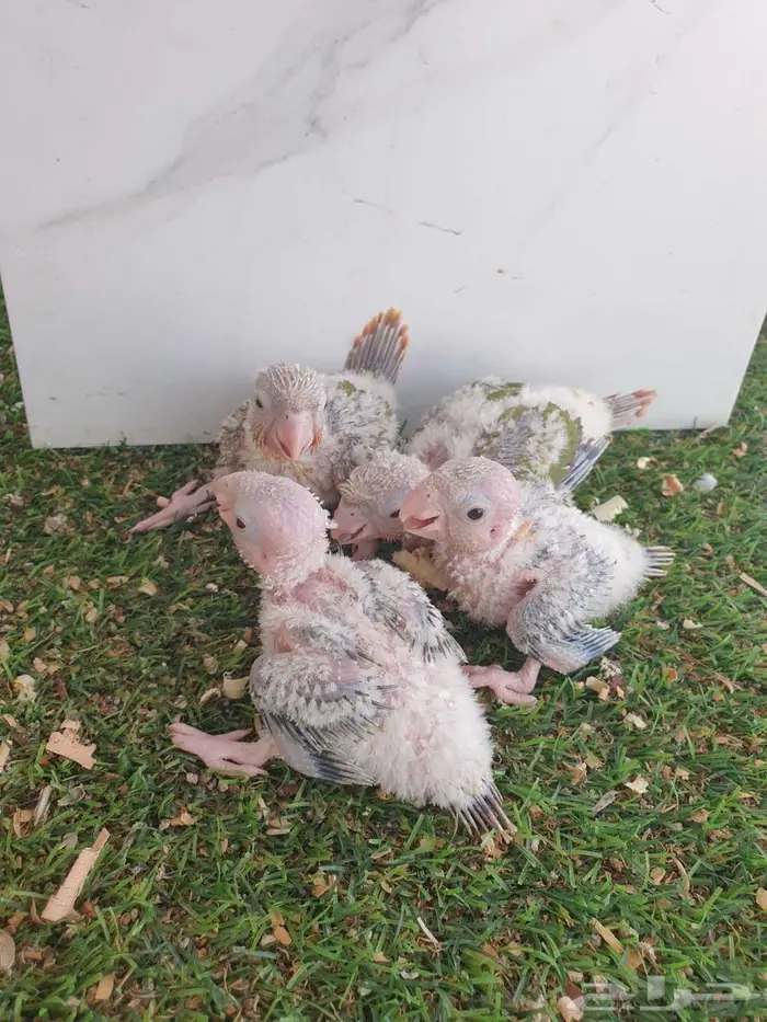 فروخ كنيور اناناس تم البيع بالكامل 1