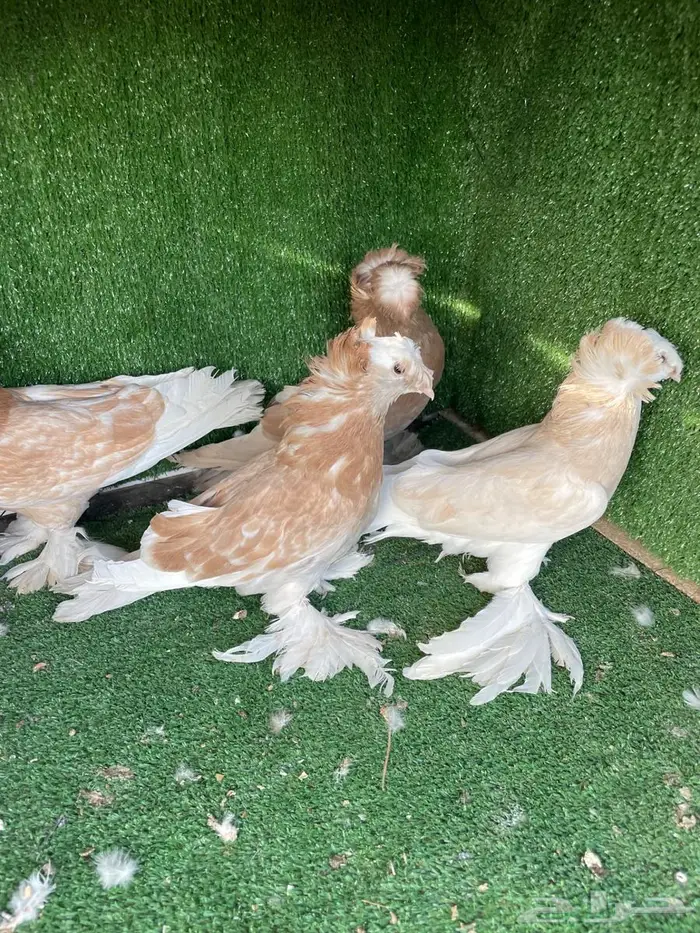 حمام نجفي 2