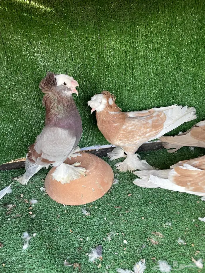 حمام نجفي 4
