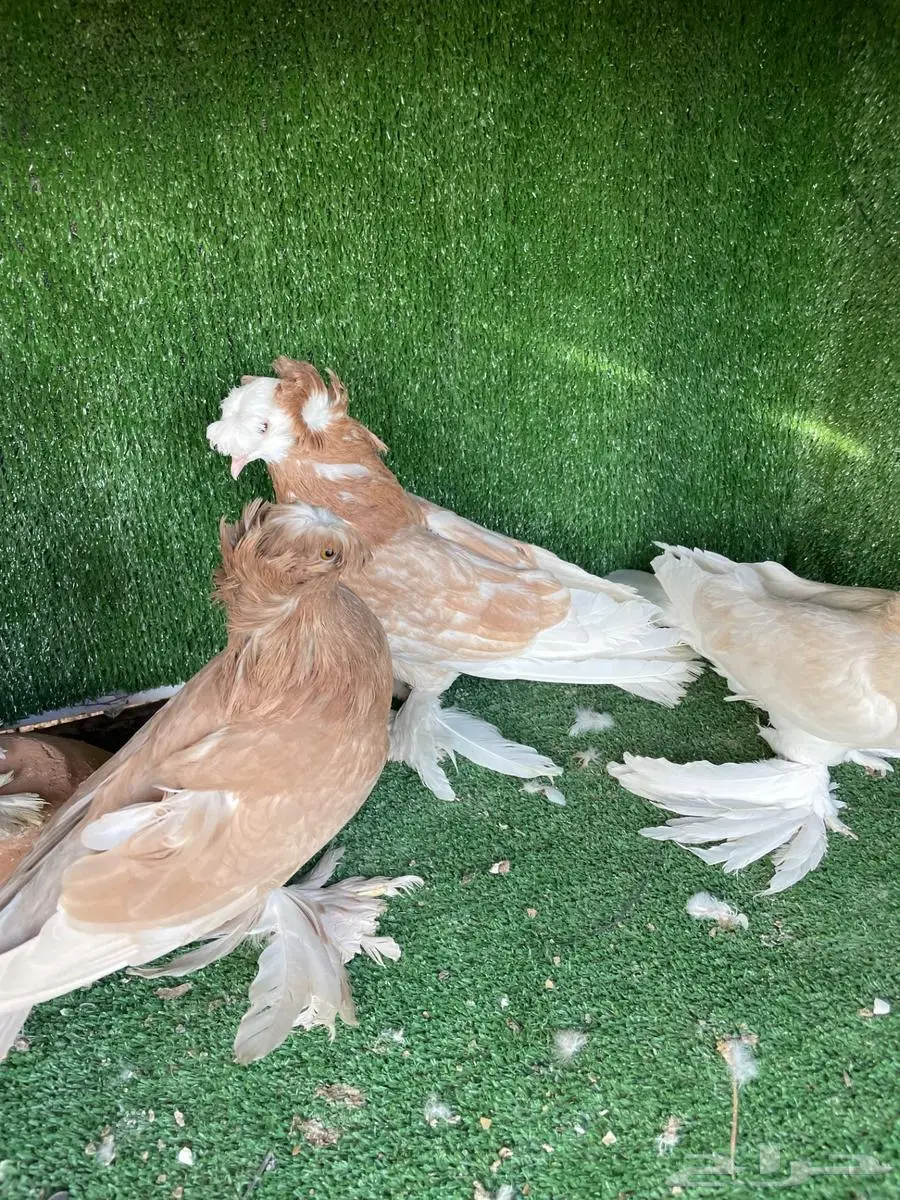 حمام نجفي index