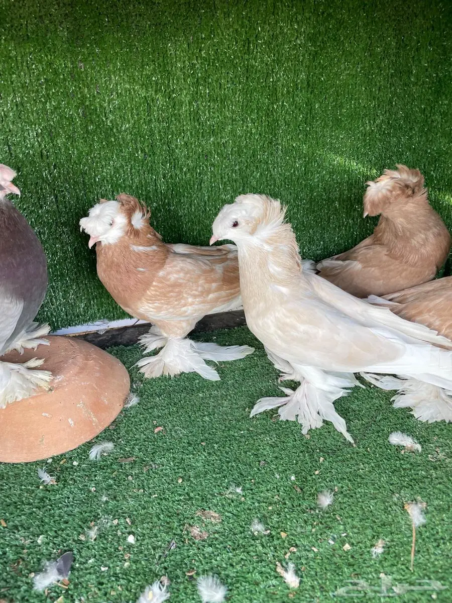 حمام نجفي index