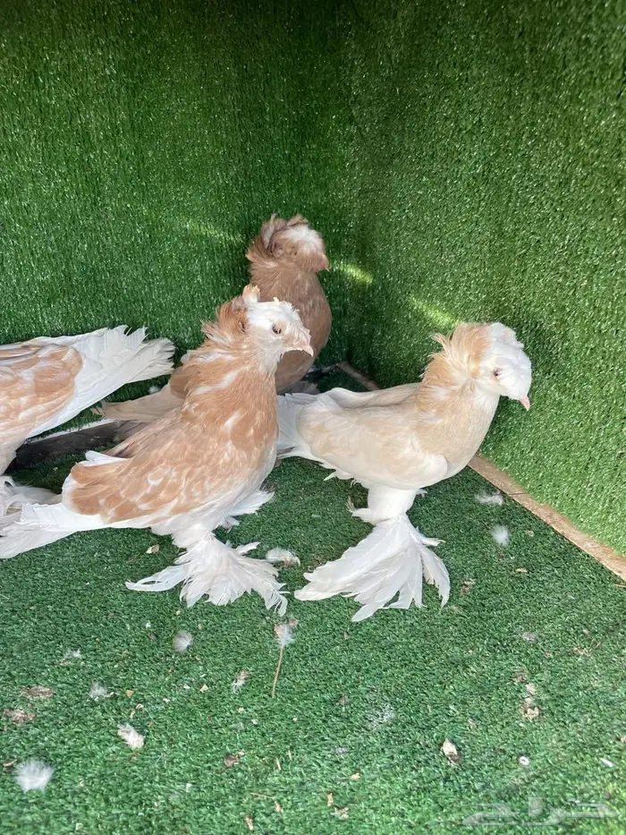 حمام نجفي 7