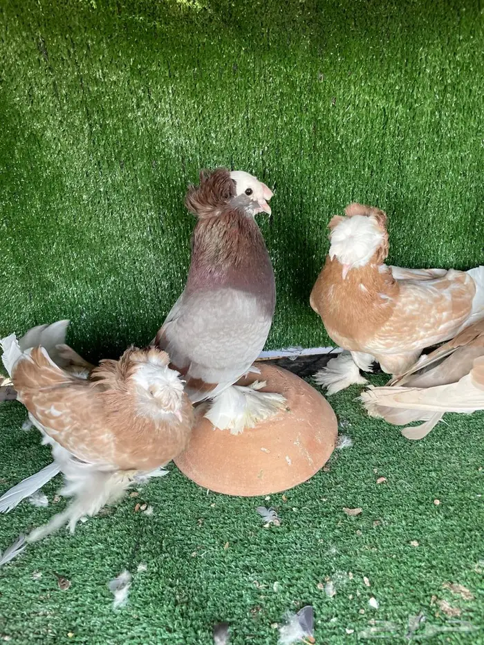 حمام نجفي 9