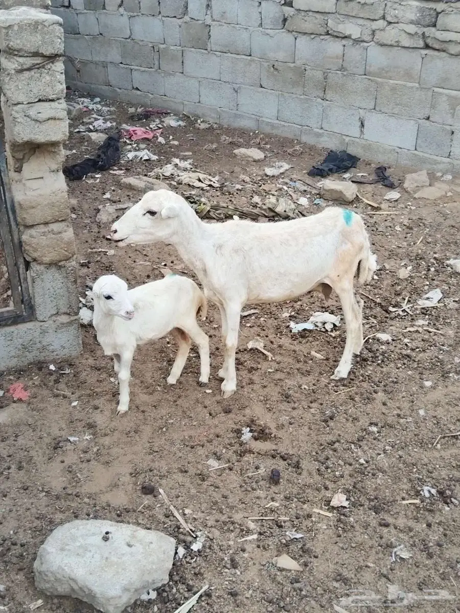 نعجه منتوج 1