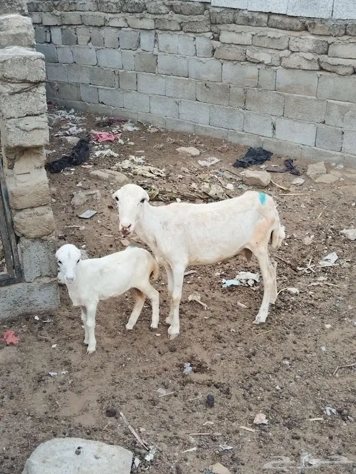 نعجه منتوج 0