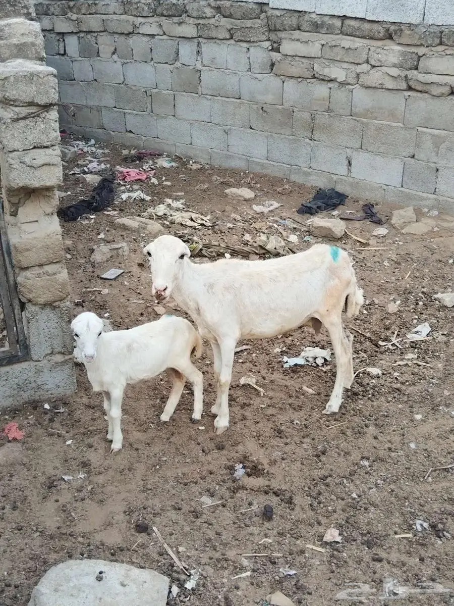 نعجه منتوج 0