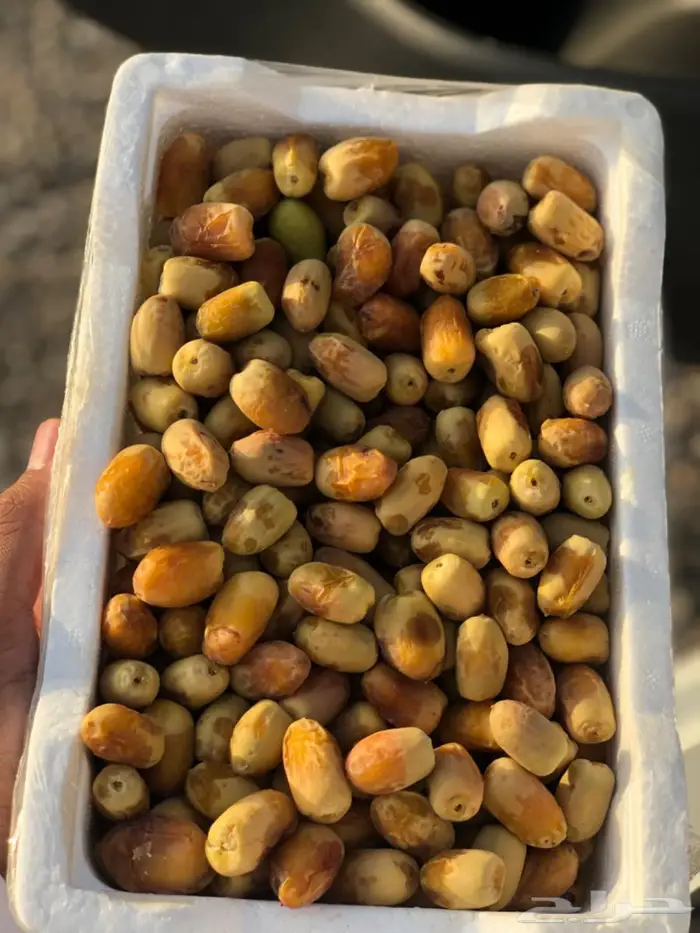 بريمي حريملاء وملهم 0