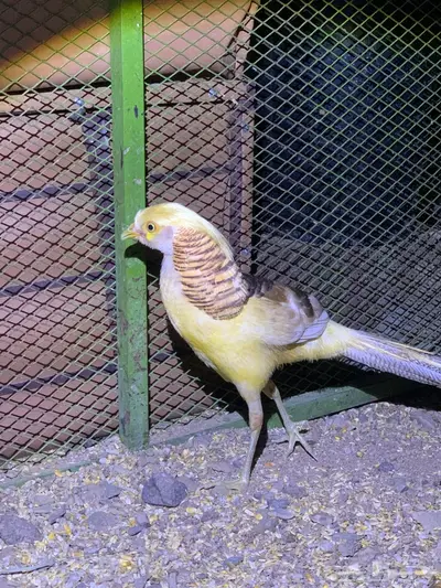 فزن فرعوني 2