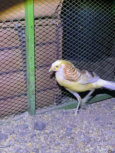 فزن فرعوني 0