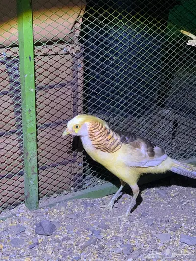 فزن فرعوني 3