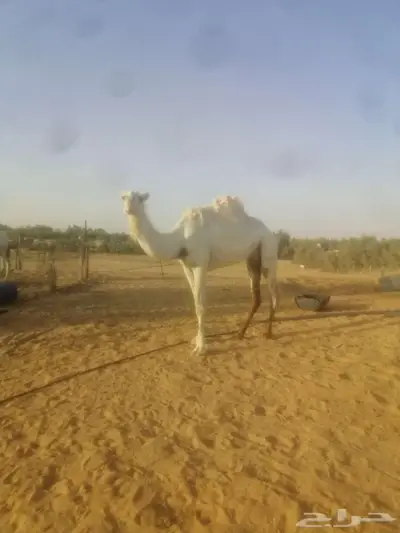 وضحا خفوت 0