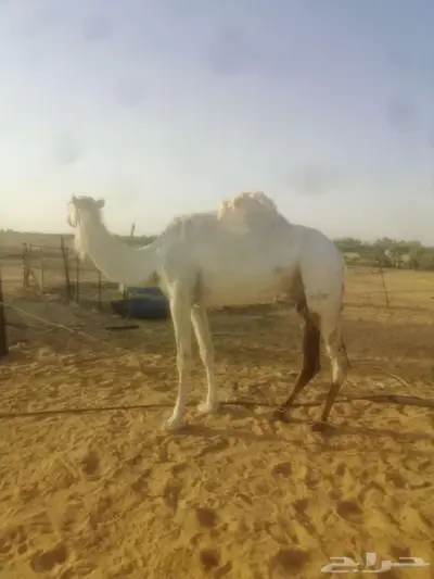 وضحا خفوت 1