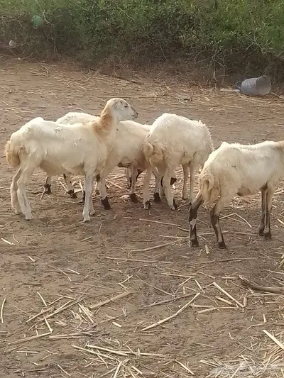 رخيل تربيه 2