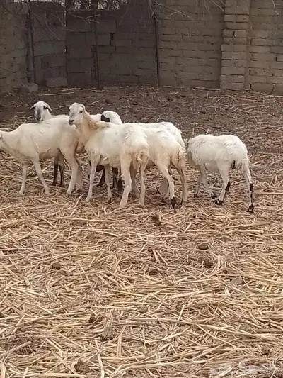 رخيل تربيه 1