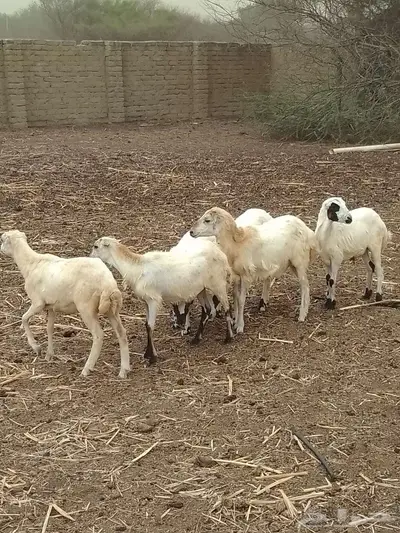 رخيل تربيه 0