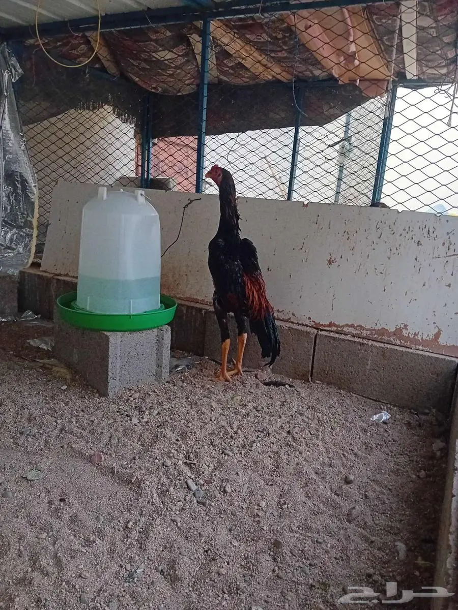 زوج شامو ياباني 1