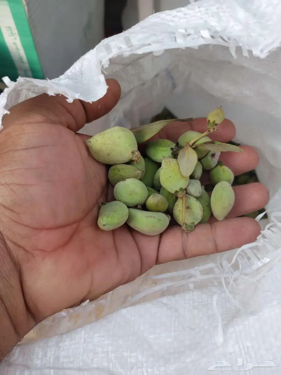 اشجار منجروف نبات القرم 3