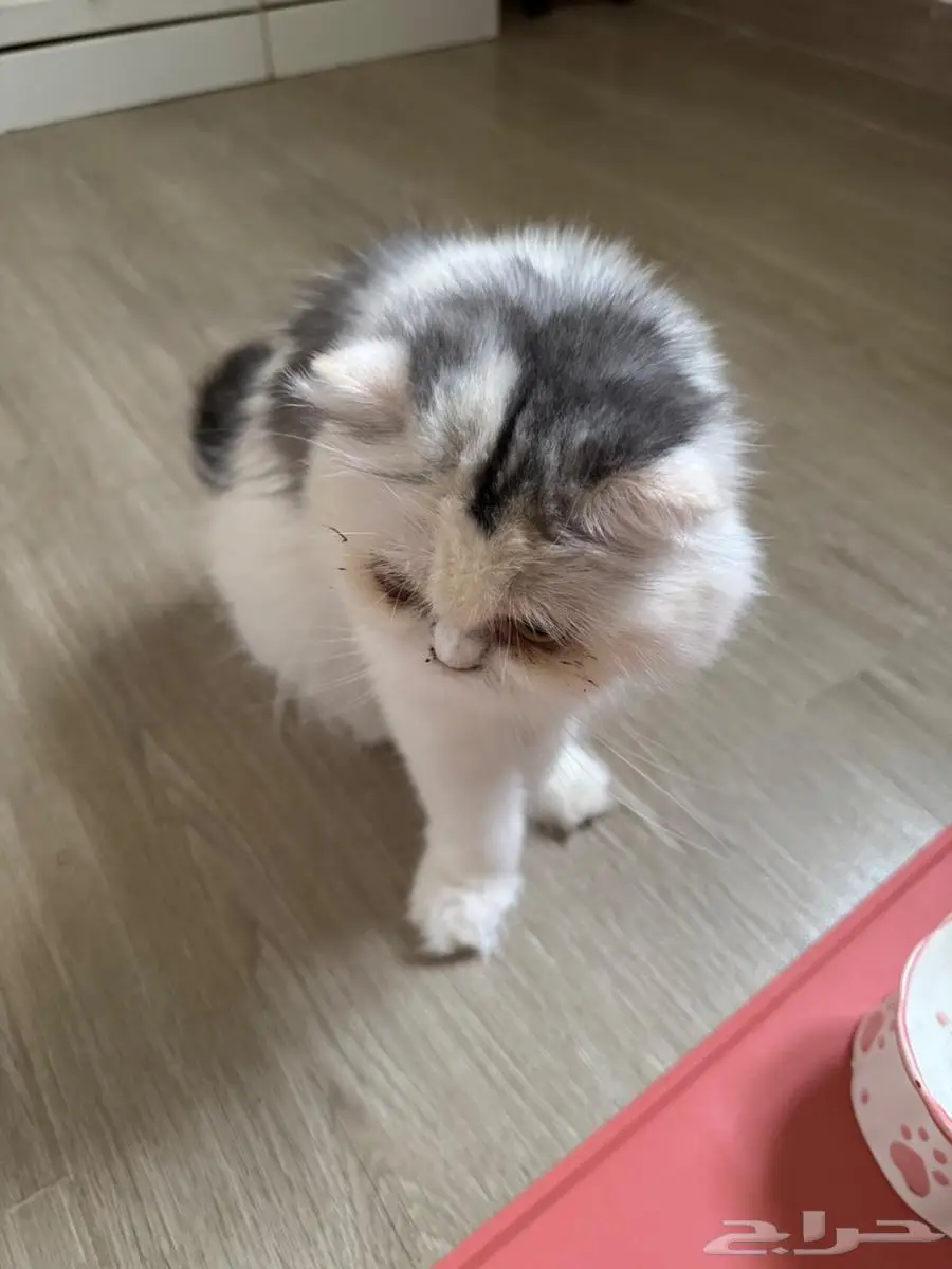 بيكي فيس تبني 1