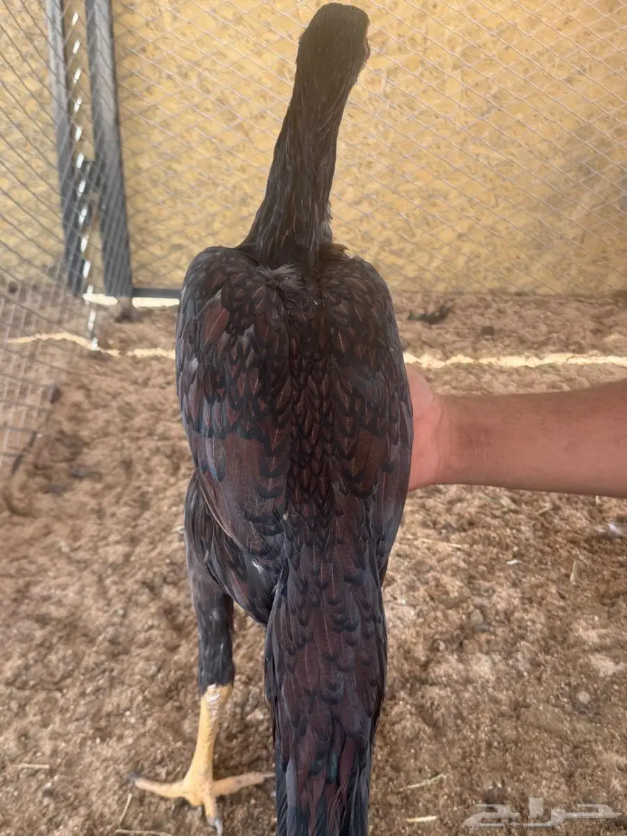 دجاجه سنديه نحاسي 1