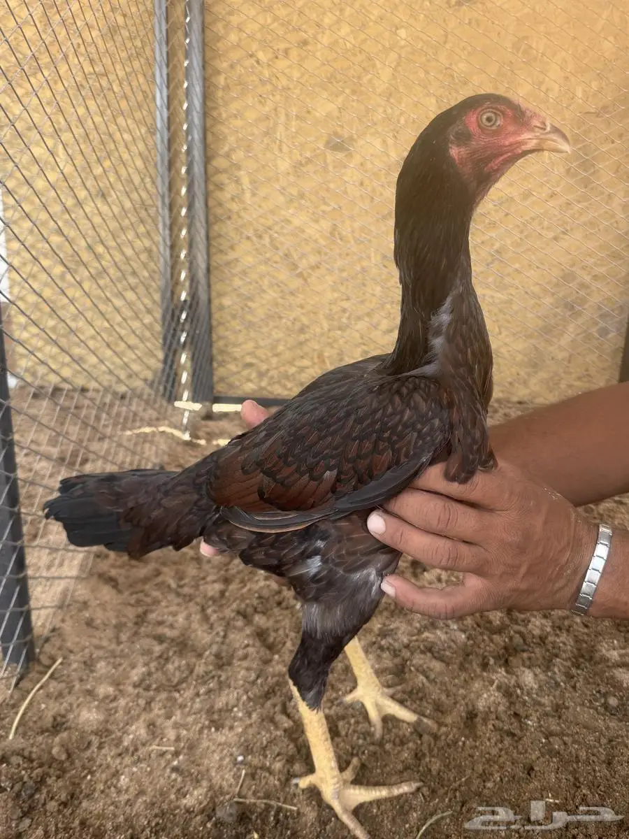 دجاجه سنديه نحاسي 0