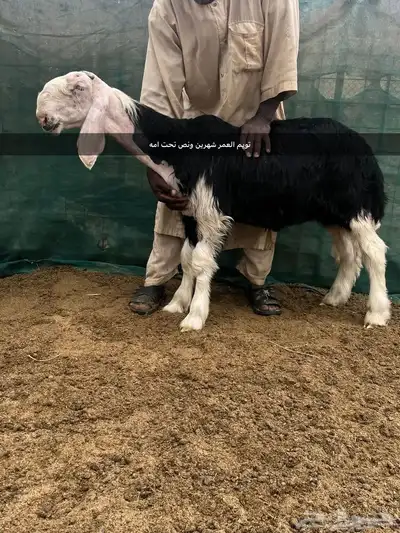 فحل نجدي فاخر ومنتج 1