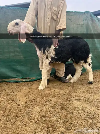 فحل نجدي فاخر ومنتج 0