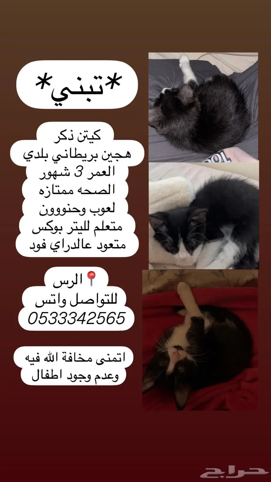 تبني كيتن 0