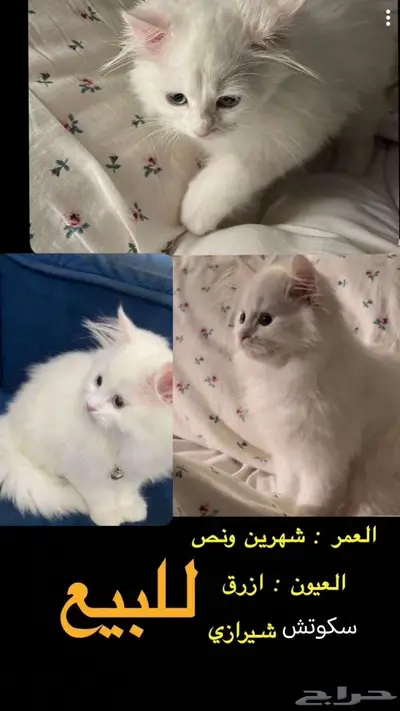 قط للبيع 0