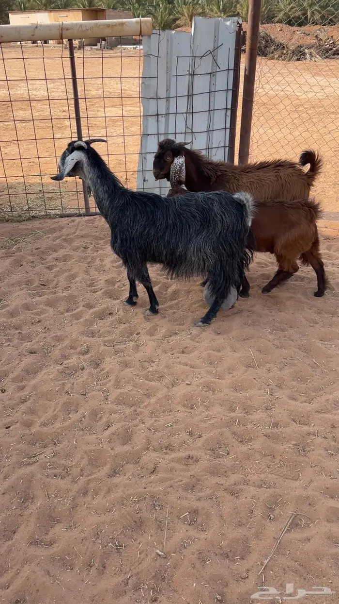 ( تم البيع ) عنز وحده 2 تيوس 3