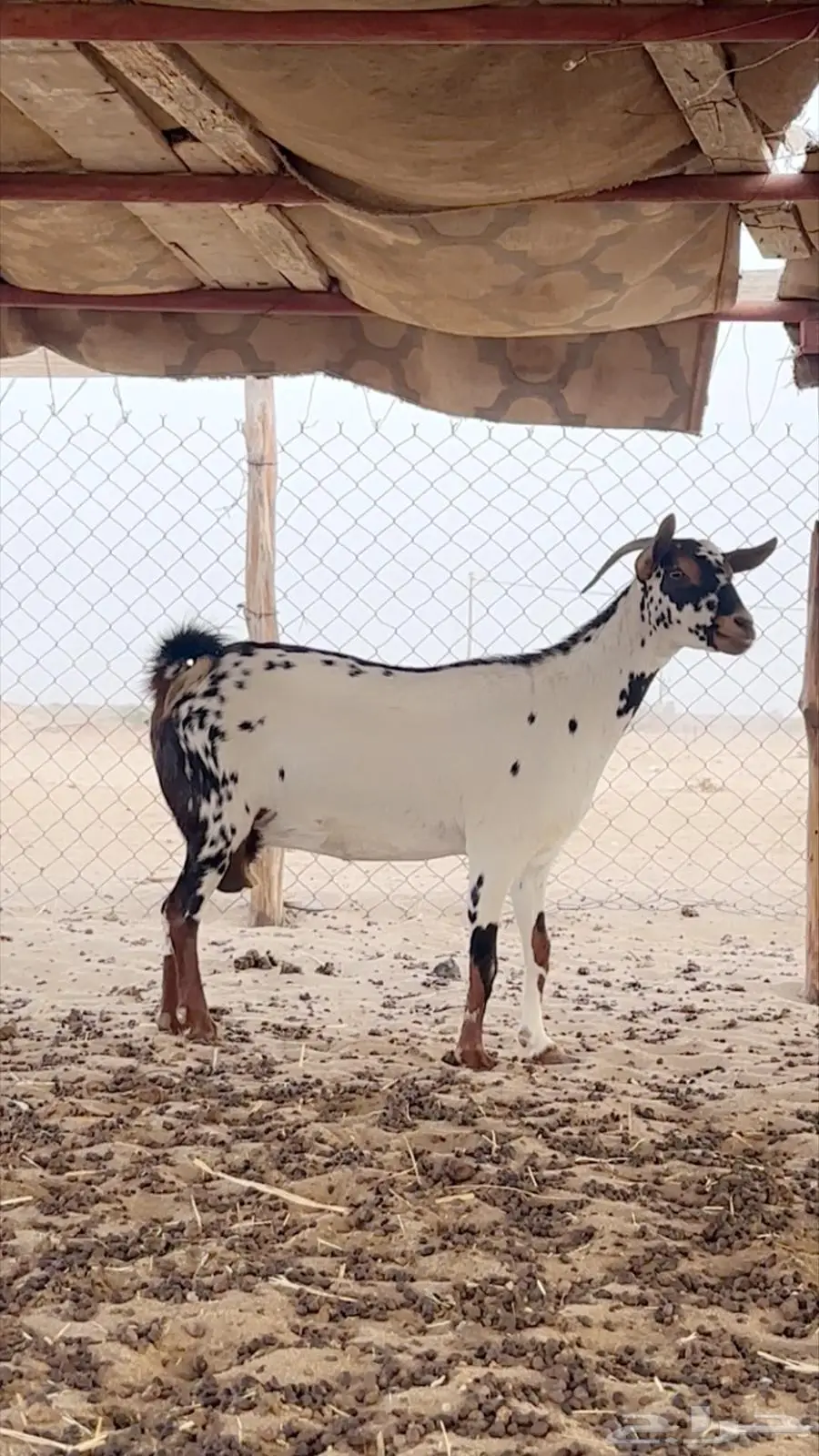 عنز بيشيه اصيله 0