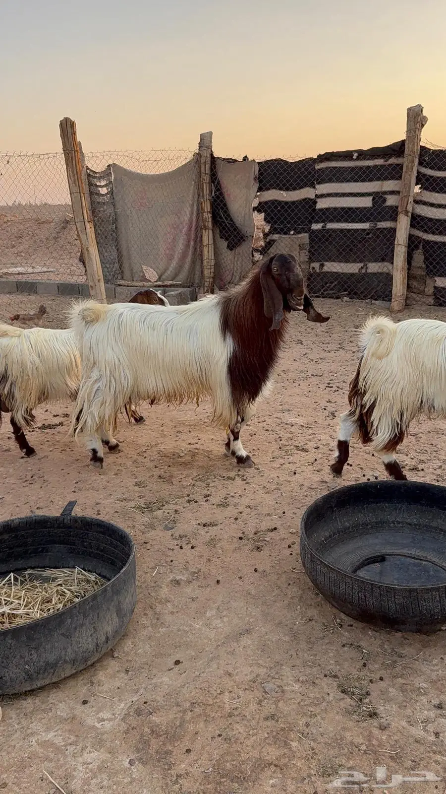تيس مصري فحل للبيع 0