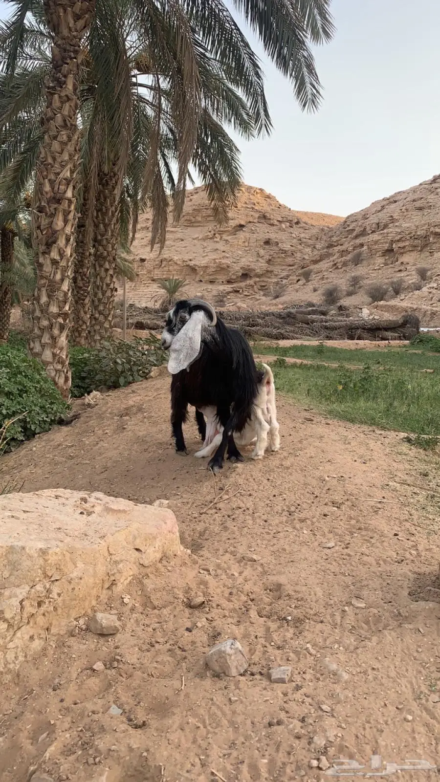 عنز عارضيه صنف. متبع ب تيس فاخر index