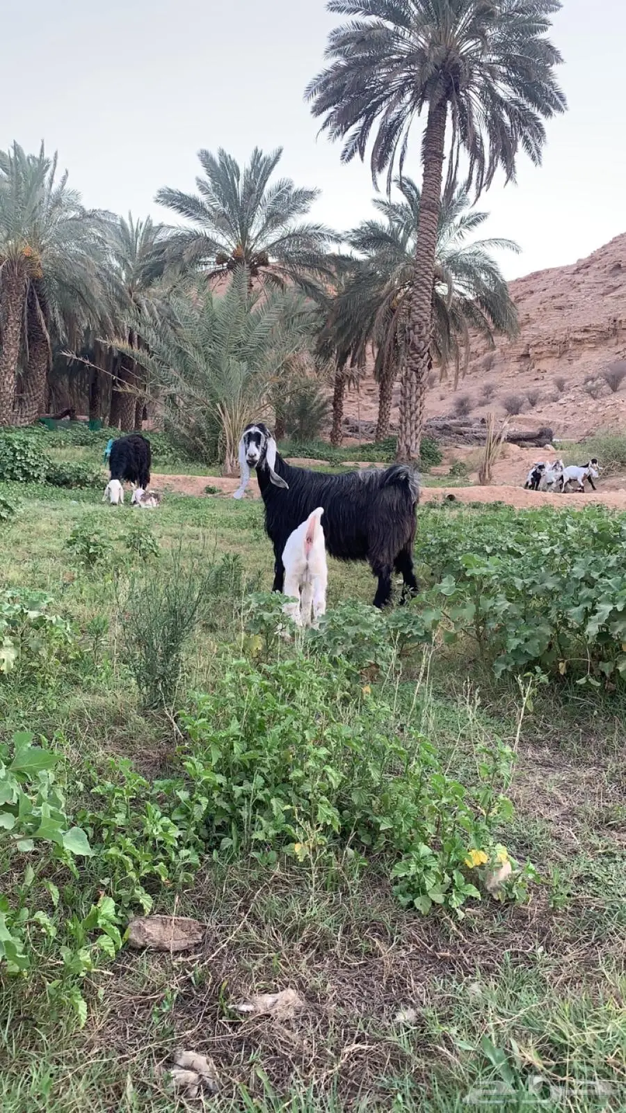 عنز عارضيه صنف. متبع ب تيس فاخر index