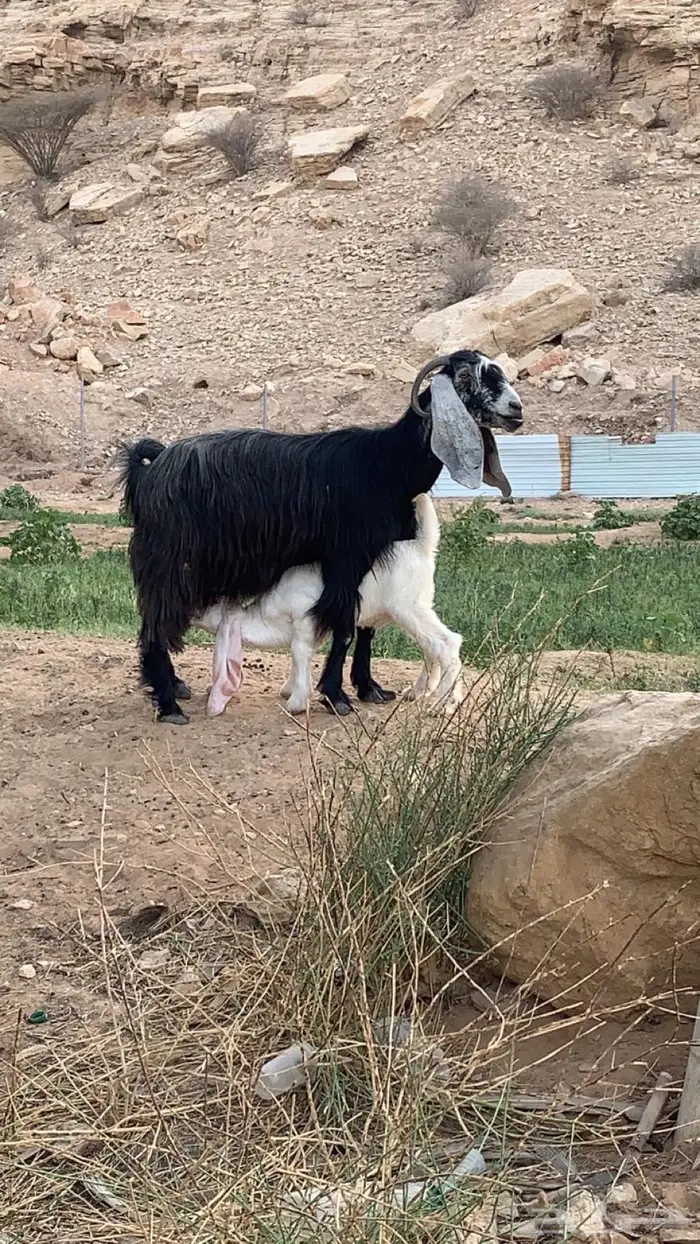 عنز عارضيه صنف. متبع ب تيس فاخر 2